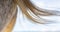 Detail of horse mane, white Lusitano mare, close up hair