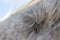 Detail of horse mane, white Lusitano mare, close up hair