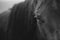 Detail of the horse`s eye with eyelashes looking straight to the camera in black and white