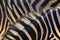 Detail horsehair zebra skin background