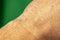 detail of human hand wrist part with hairs under green background.