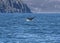 Detail of humpback fin tail, Iceland