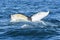 Detail of humpback fin tail, Iceland