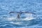 Detail of humpback fin tail, Iceland