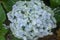 Detail of Hydrangea Macrophylia flowerheads purple flowers blooming. Closeup of Hydrangea macrophylia pale blue flowers bush.