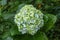 Detail of Hydrangea Macrophylia flowerheads white flowers blooming. Closeup of Hydrangea macrophylia pale white flowers bush.