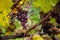 Detail of icewine grapes in a vineyard during autumn