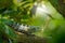 Detail of iguana. Portrait of green iguana in the dark green forest, Costa Rica. Wildlife scene from nature. Close-up face