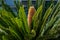 Detail of the inflorescence of the cycas