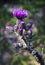 Detail inflorescence purple thistle