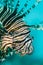 Detail of Invasive species Lion Fish Pterois volitans