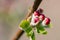 Detail of isolated flower buds of fruit apple tree. Apple tree in bloom  with rose petals. Branch of fruit tree in bloom in spring