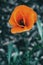 Detail of an isolated orange flower of papaver rhoeas