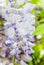 Detail of Japanese Wisteria (Wisteria floribunda)