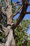 Detail, Juniper snag, on the South Rim