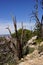 Detail, Juniper snag, on the South Rim