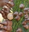 Detail of Kapok Tree. Botanical name: Ceiba speciosa