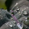 Detail of a kohlrabi leaf with water droplets repelling on the velvety surface