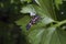 Detail of ladybird larva on the green leaf