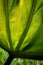 Detail of a Large, Backlit Green Leaf