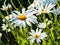 Detail of large daisy flowers with water droplets