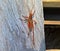 Detail Large grasshopper crawling up the wooden log