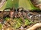 detail of  Lasiodora klugi a tarantula endemic to Brazil