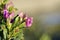 detail of Lathyrus tuberosus