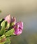 detail of Lathyrus tuberosus