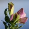 detail of Lathyrus tuberosus