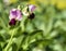 detail of Lathyrus tuberosus in a garden