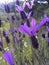 Detail lavender flower in the field