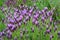 Detail lavender plants