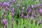 Detail lavender plants