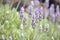 Detail lavender plants in perspective with soft colors