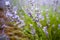 Detail of lavender, Provence, France