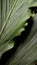 Detail of leaf Anthurium wave of love