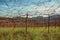 Detail of leafless grapevines in a vineyard