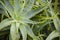 Detail of the leaves of the Aloe vera plant