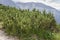 Detail of leaves and branches of Dwarf Mountain pine