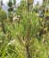 Detail of leaves and branches of Dwarf Mountain pine