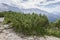 Detail of leaves and branches of Dwarf Mountain pine