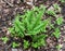 Detail of the leaves of the a Christmas fern in a spring forest.