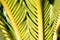 Detail of Leaves of Cycas Revoluta