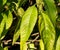 Detail of leaves in dense vegetation in garden