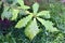 Detail of the leaves of Quercus michauxii, an ornamental tree used in landscaping. Arboretum of the University of the Basque