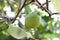 Detail of a lemon growing on the lemon branch