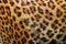 Detail of leopard fur