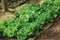 Detail of lettuce heads in a vegetable garden