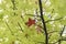 Detail of liquidambar autumnal foliage